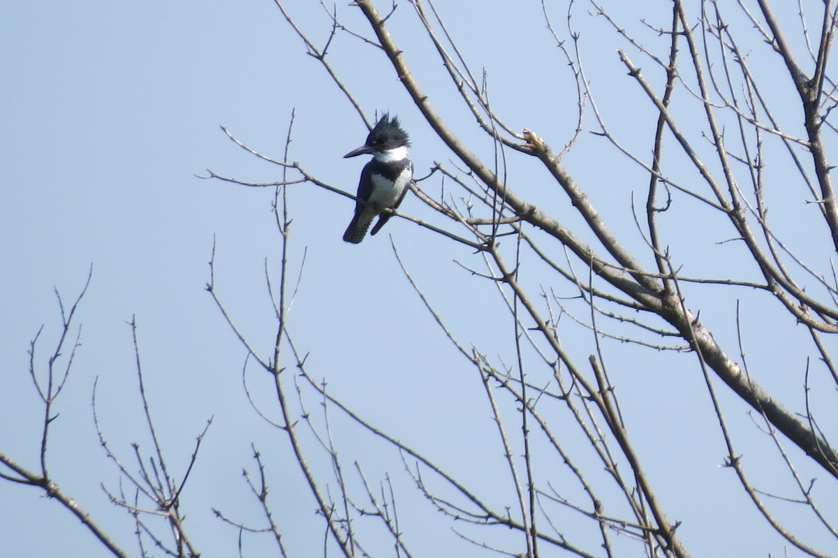 Belted Kingfisher - ML579632651