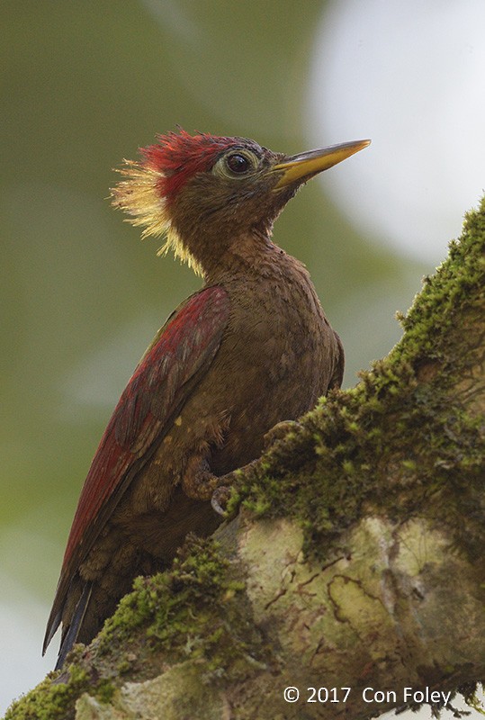 Crimson-winged Woodpecker - Con Foley