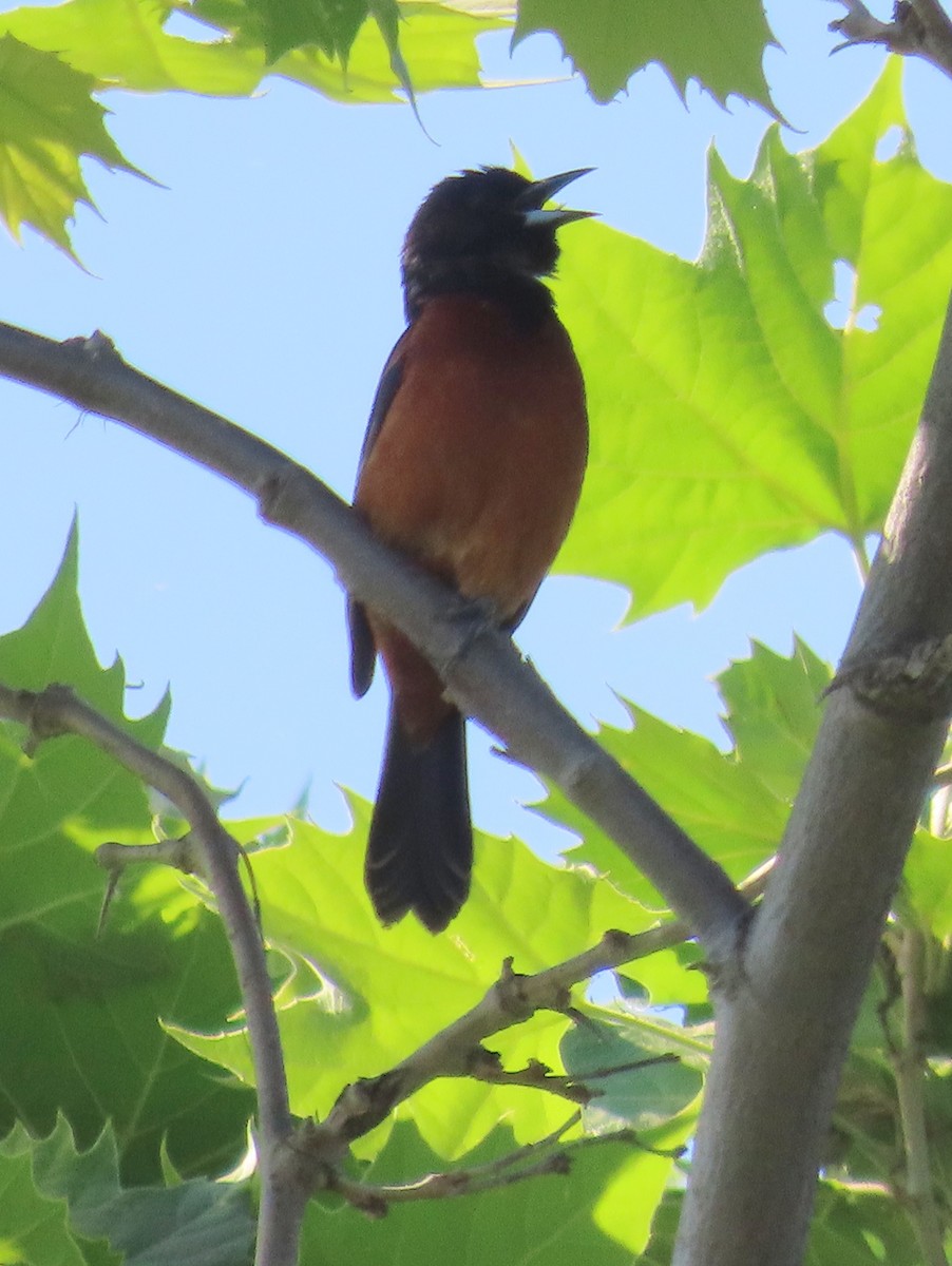 Orchard Oriole - ML579635691