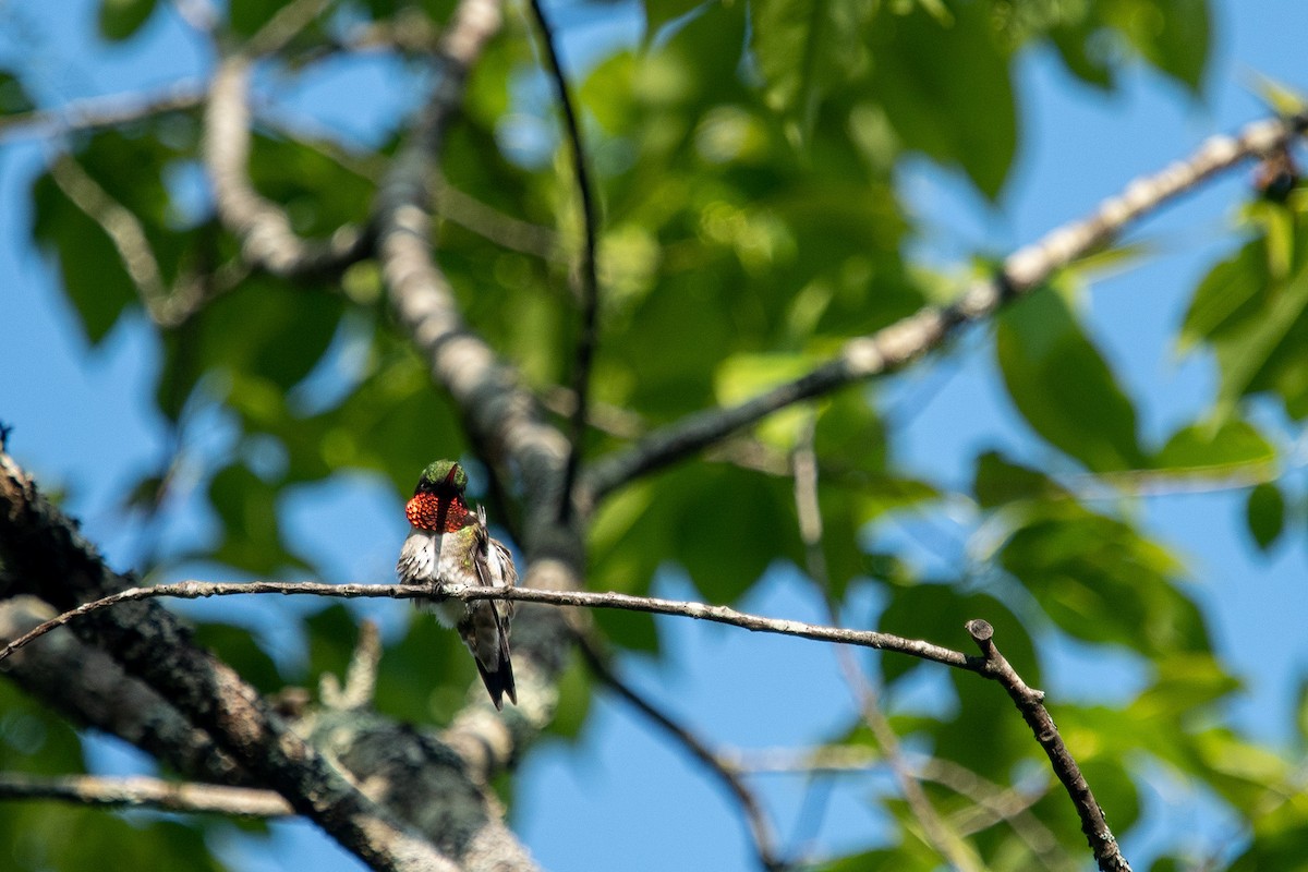 Ruby-throated Hummingbird - ML579636481