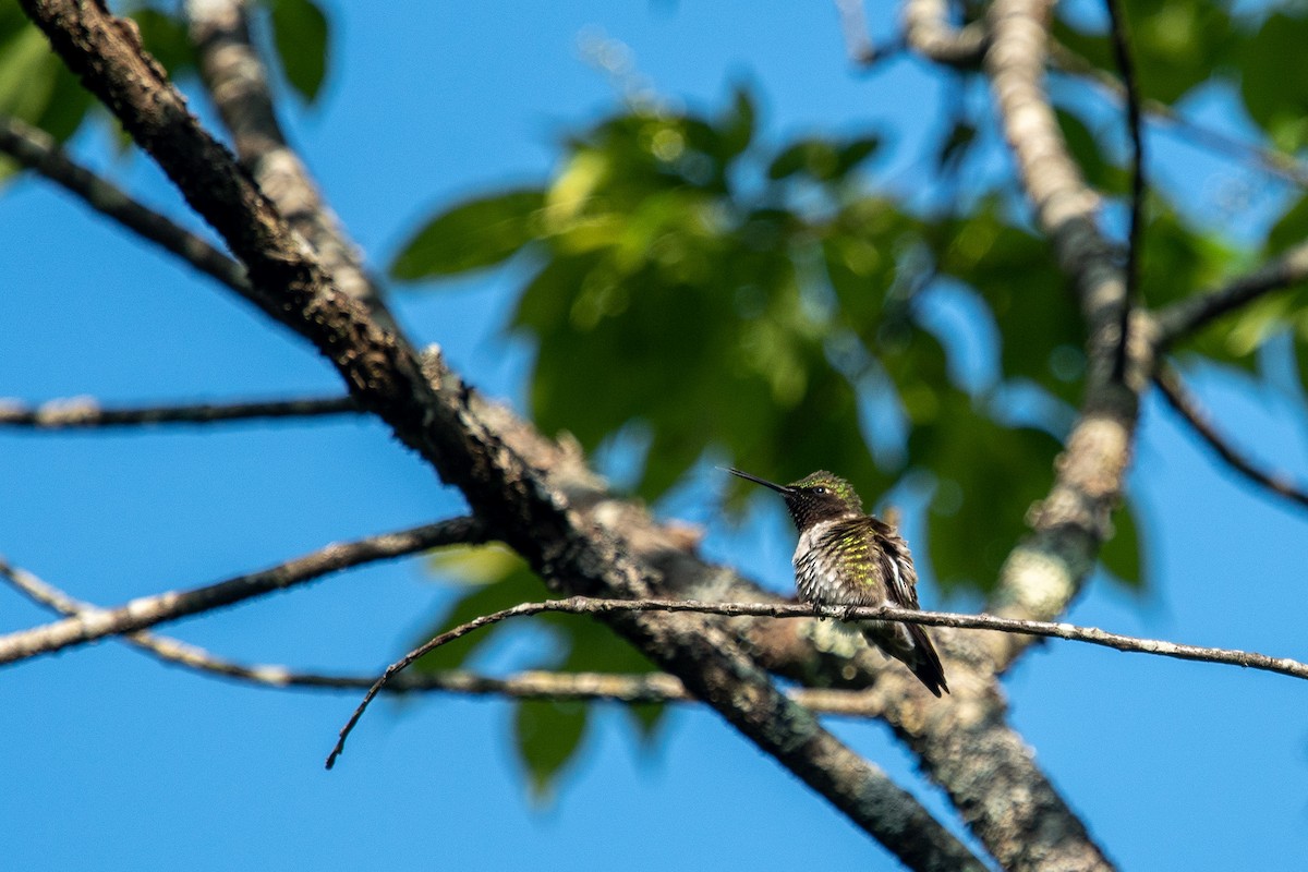Ruby-throated Hummingbird - ML579636491