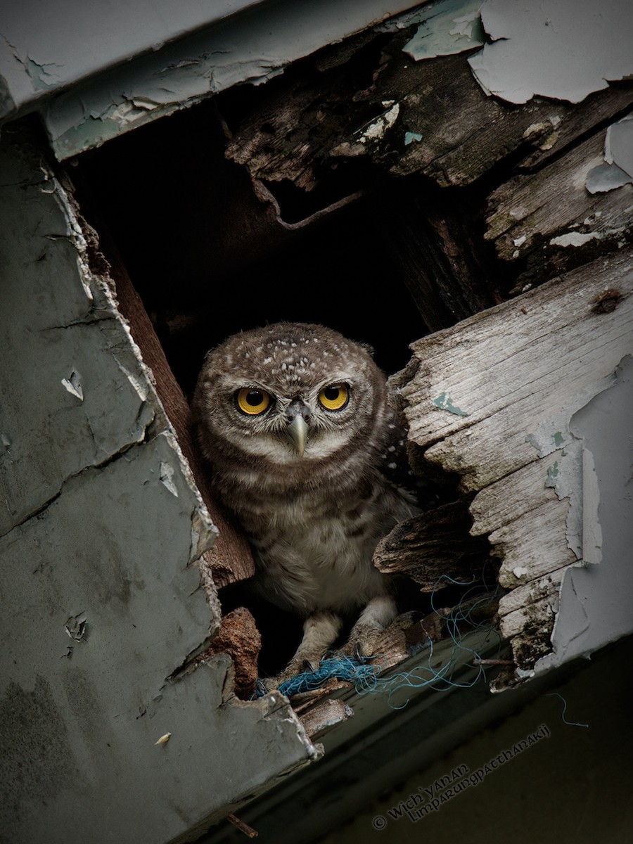 Spotted Owlet - Wich’yanan Limparungpatthanakij
