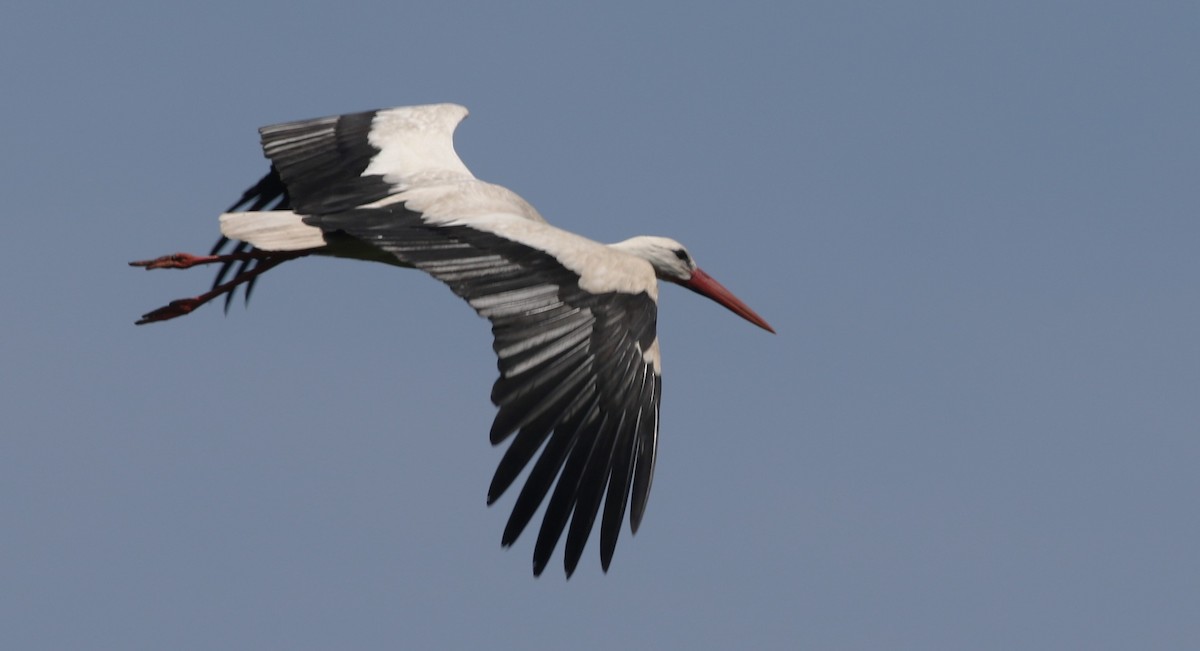 White Stork - ML579639051