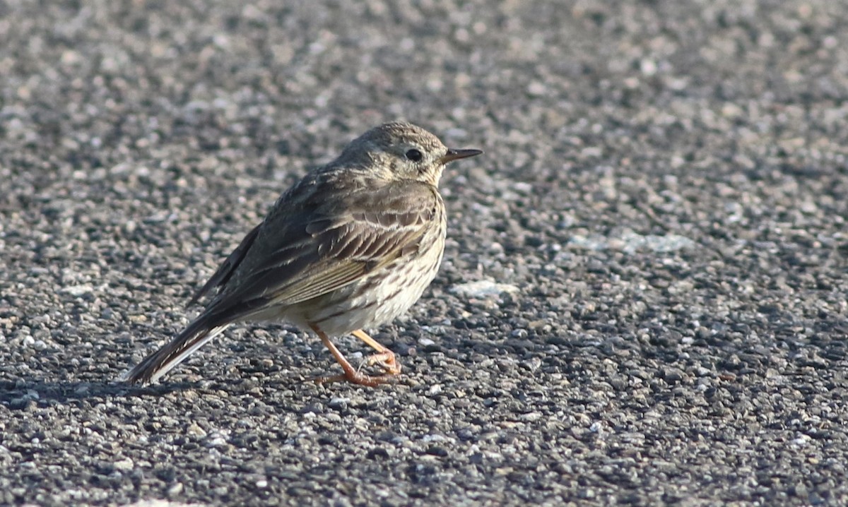 Meadow Pipit - ML579644021