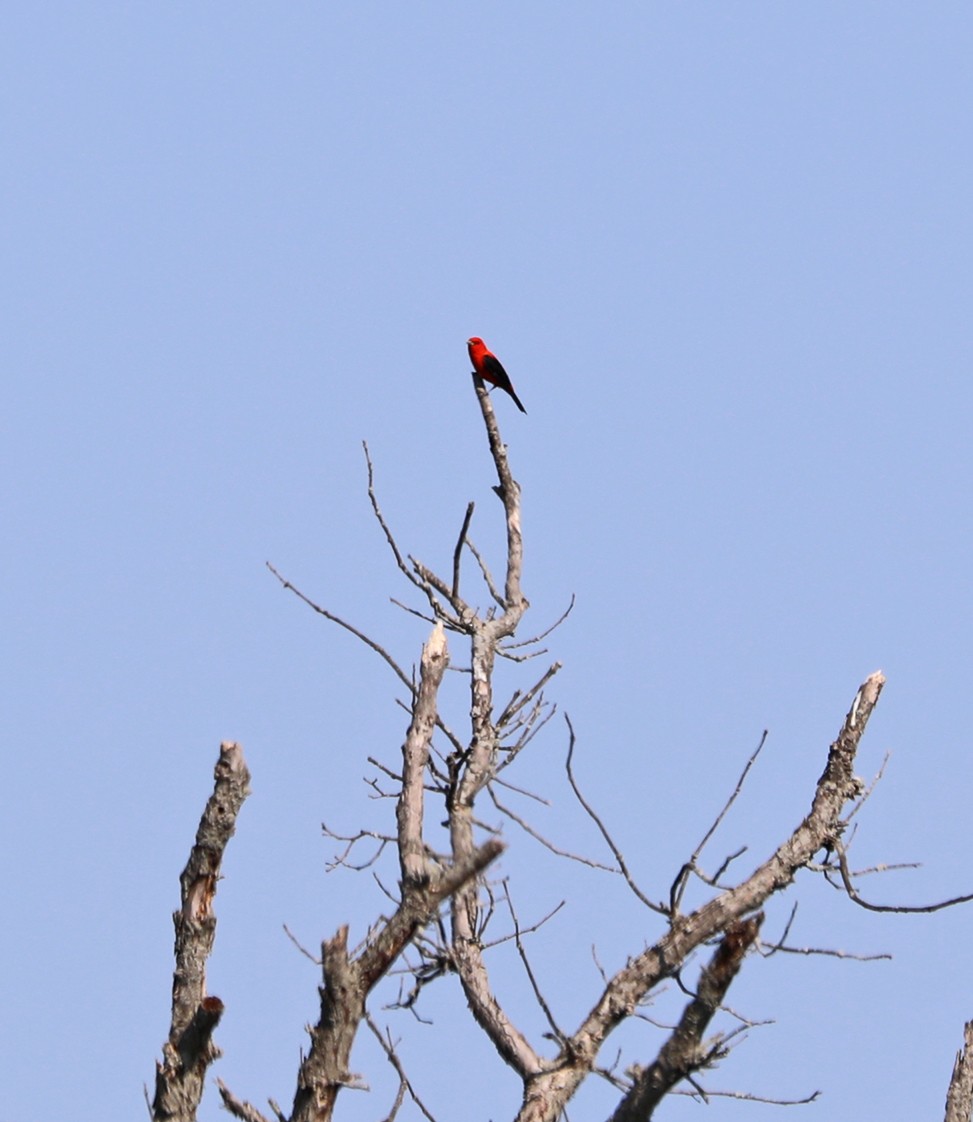 Scarlet Tanager - ML579646911