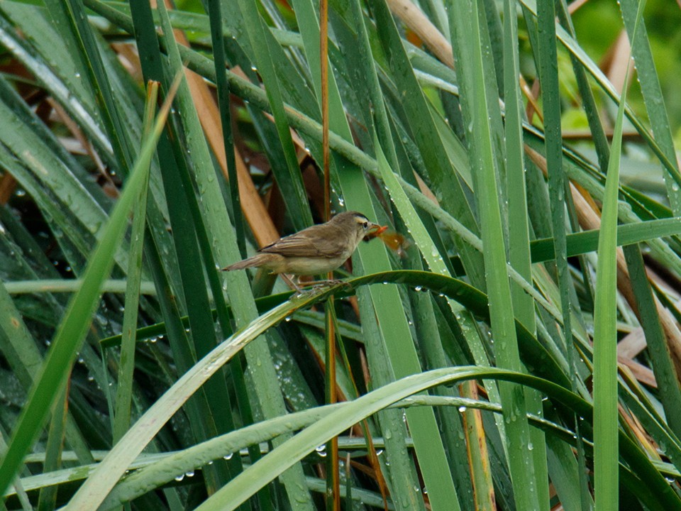 Black-browed Reed Warbler - Wich’yanan Limparungpatthanakij