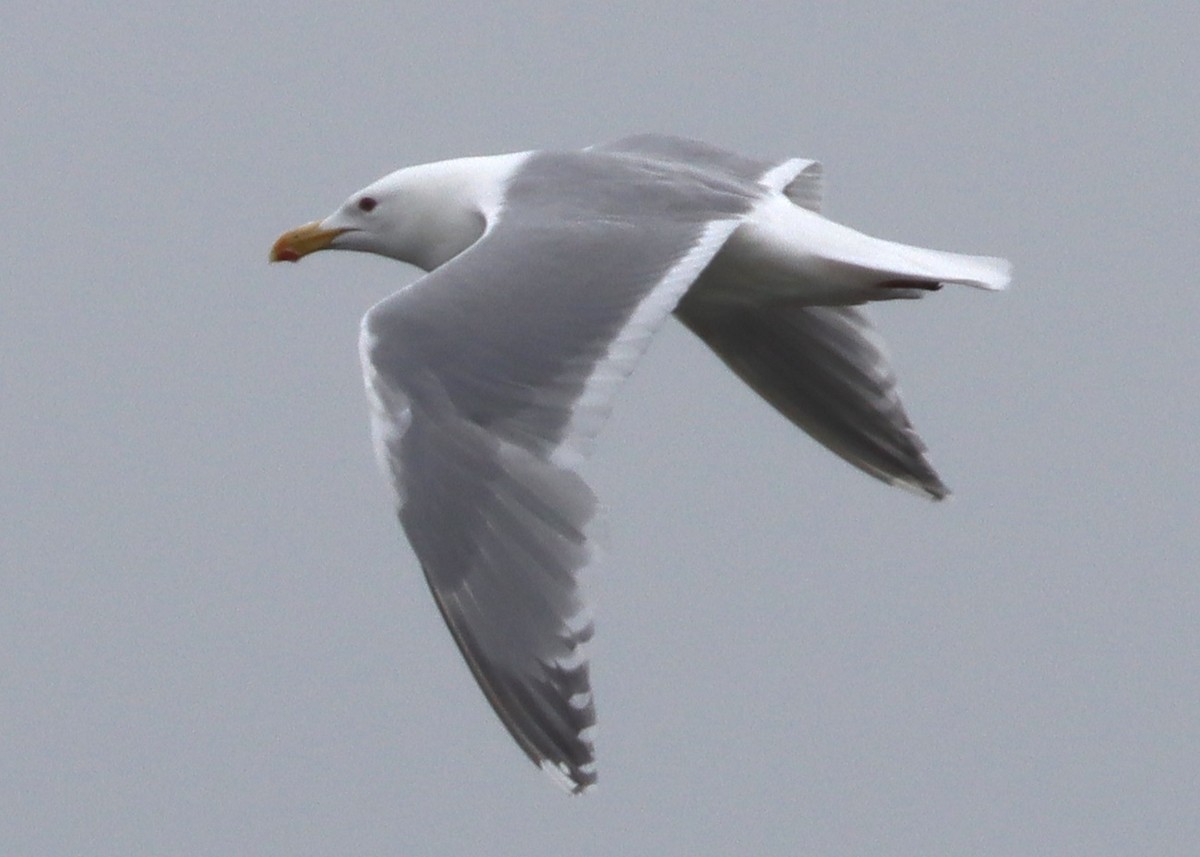 Herring x Glaucous-winged Gull (hybrid) - ML579650491