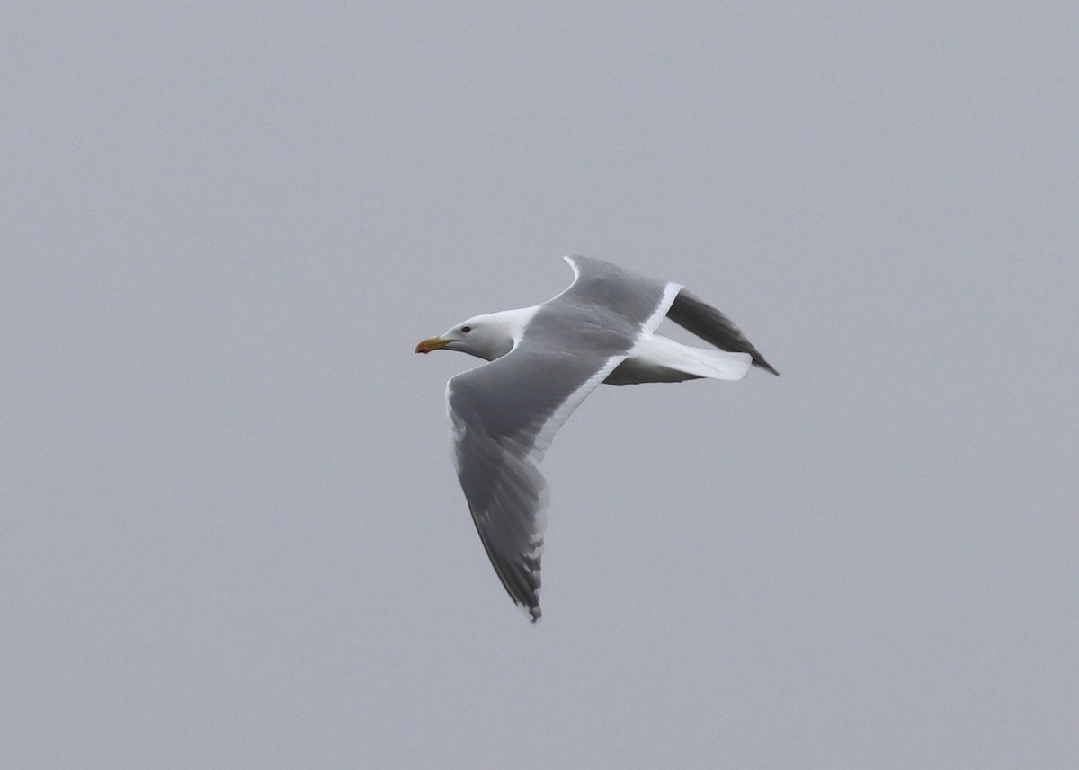 Herring x Glaucous-winged Gull (hybrid) - ML579650501