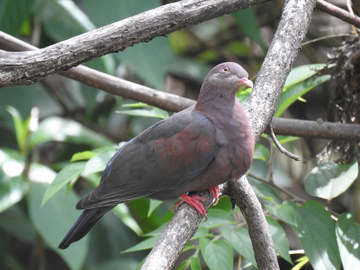 ebird-caribbean-checklist-21-may-2023-universidad-de-costa-rica