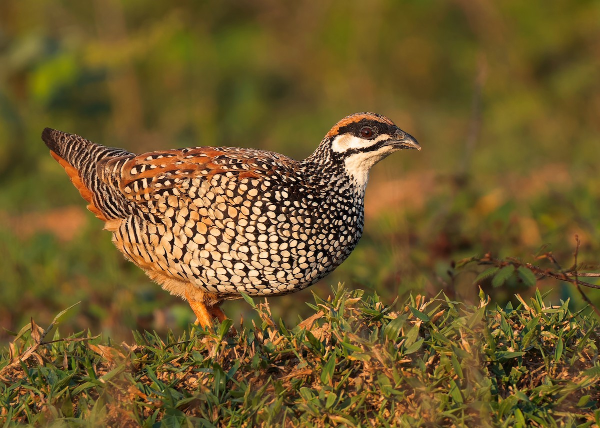 Chinese Francolin - ML579655971
