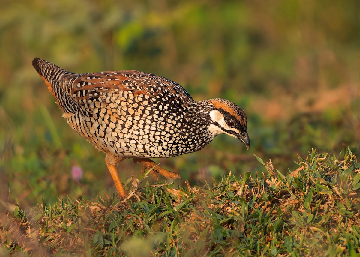Chinese Francolin - ML579655991