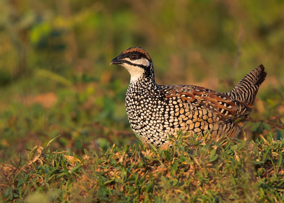 Chinese Francolin - ML579656001