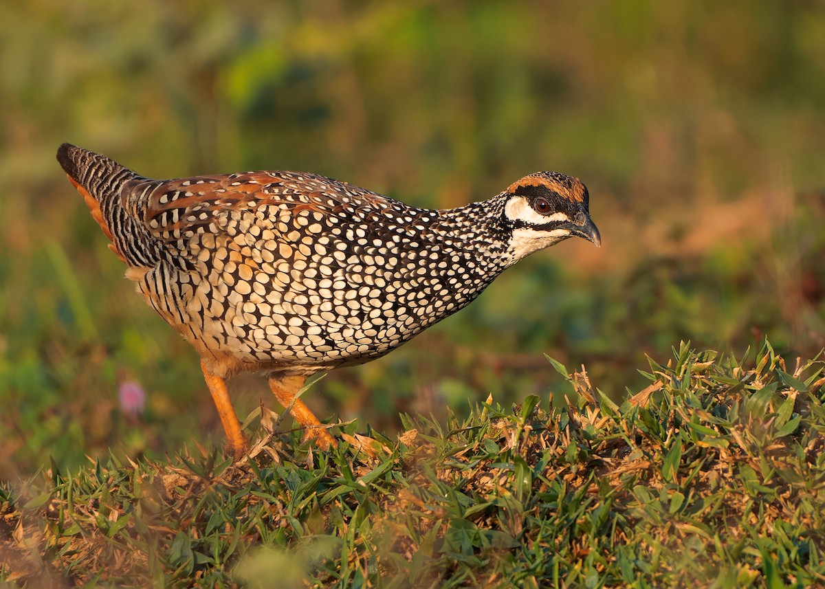 Chinese Francolin - ML579656021