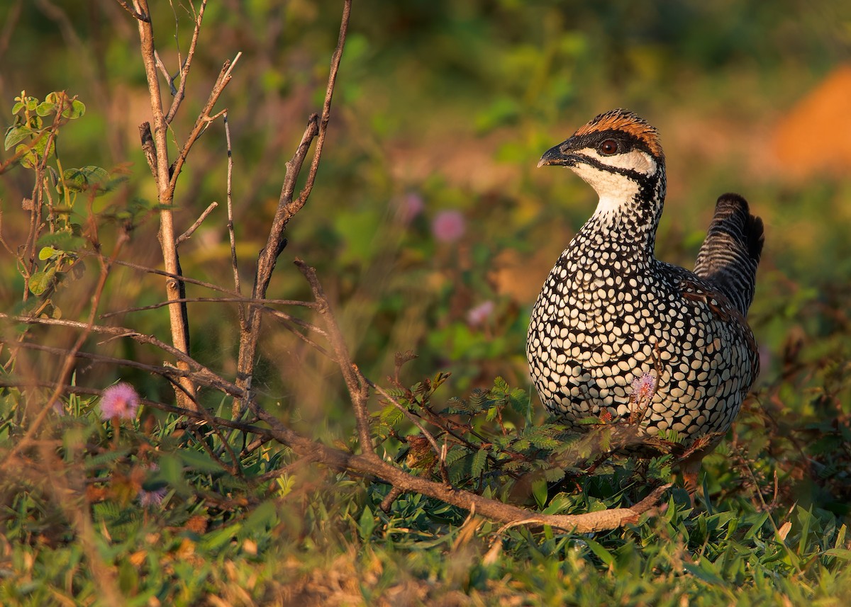 Chinese Francolin - ML579656461