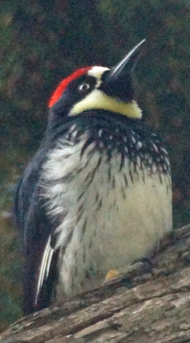 Acorn Woodpecker - ML579664611