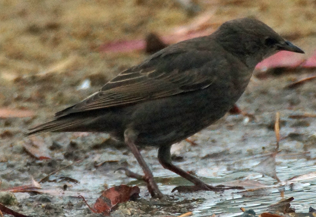 Red-winged Blackbird - ML579665011