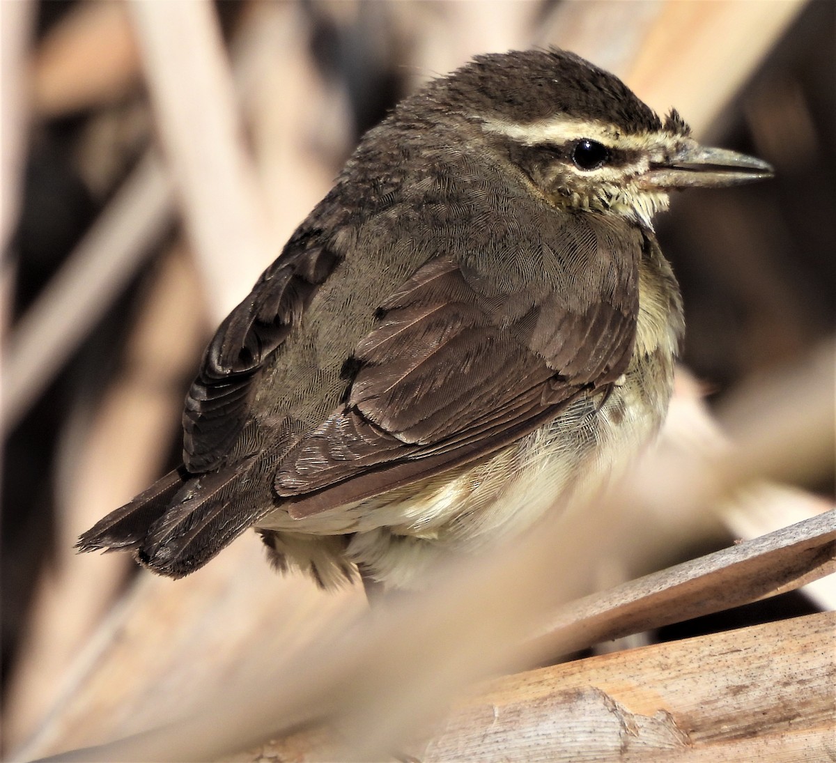 Northern Waterthrush - Paul McKenzie