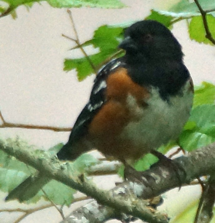 Spotted Towhee - David Moore