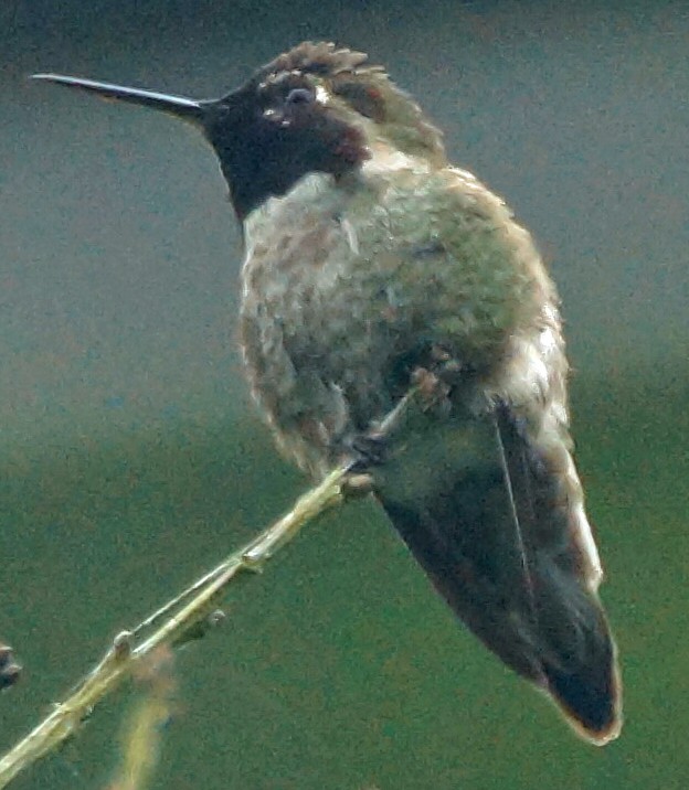 Anna's Hummingbird - ML579672971