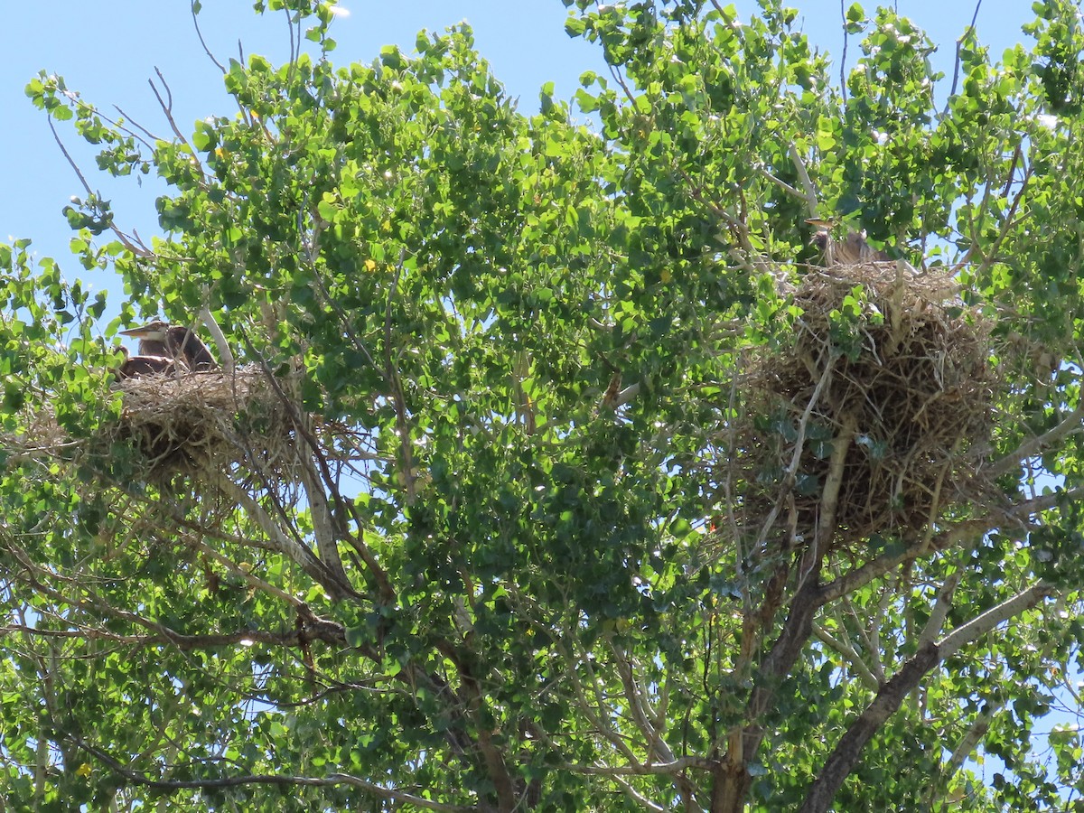 EBird Checklist 31 May 2023 San Pedro RNCA San Pedro House And Trails 46 Species 1