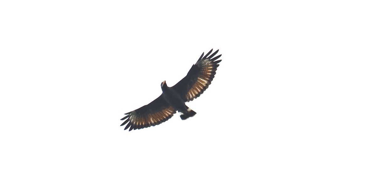 Common Black Hawk (Mangrove) - ML579683151