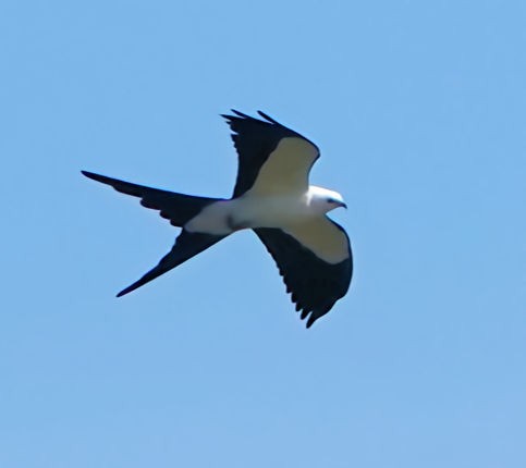 Swallow-tailed Kite - ML579685671
