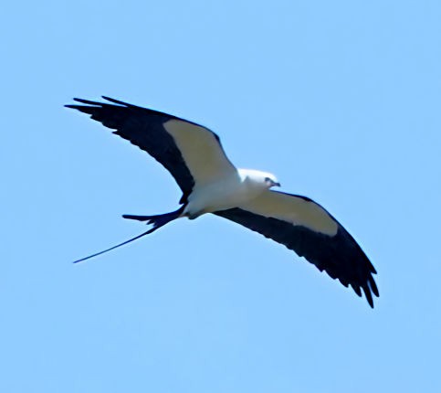 Swallow-tailed Kite - ML579685681