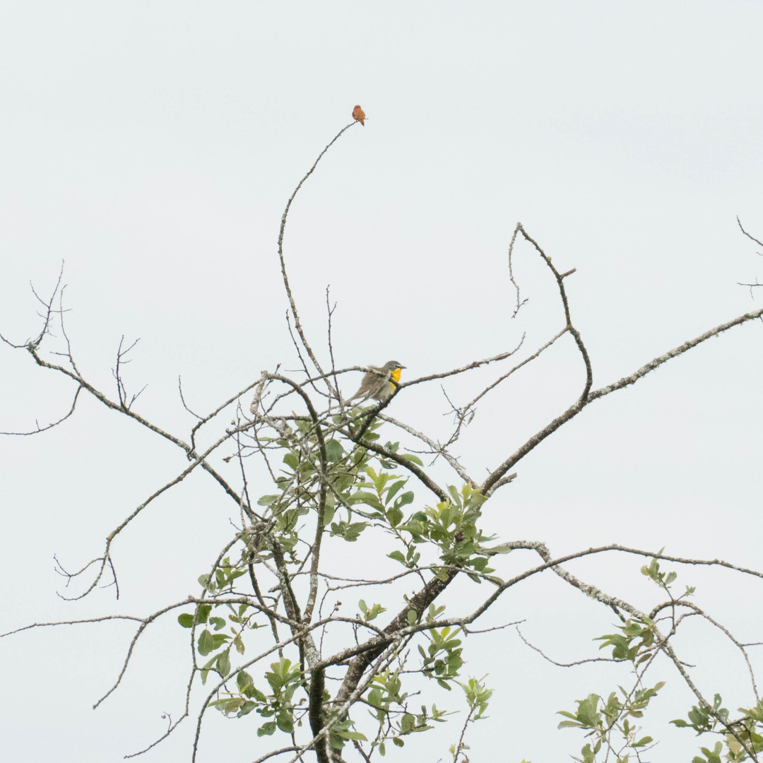 Yellow-breasted Chat - Ashley PK