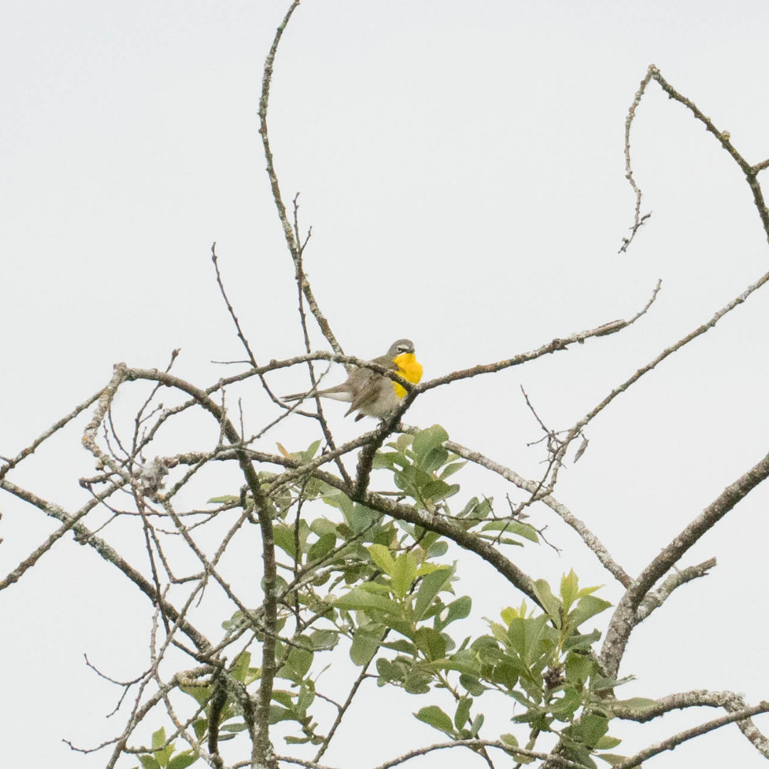 Yellow-breasted Chat - ML579689721