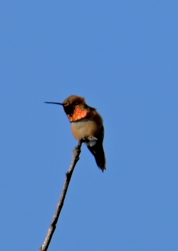Rufous Hummingbird - lori herfurth