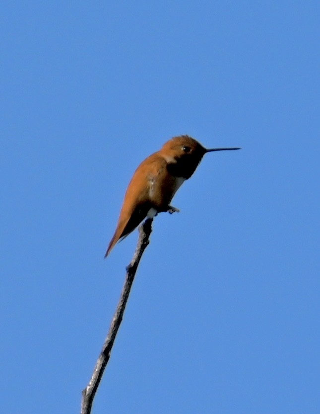 Rufous Hummingbird - ML579694461