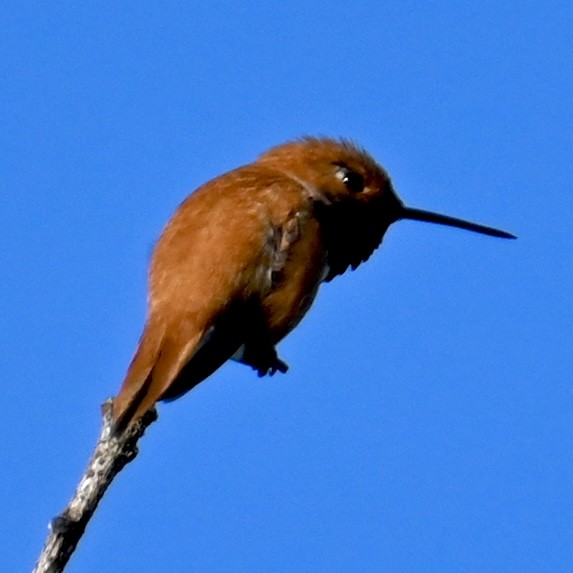 Rufous Hummingbird - ML579694471
