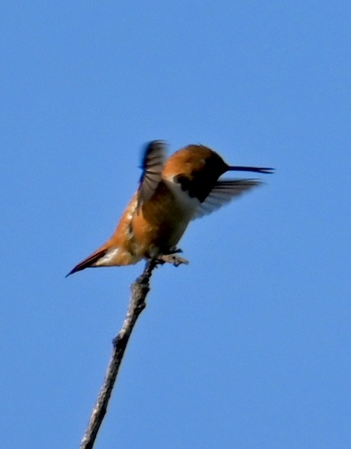 Rufous Hummingbird - ML579694481