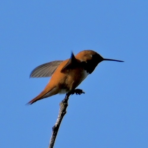 Rufous Hummingbird - ML579694491