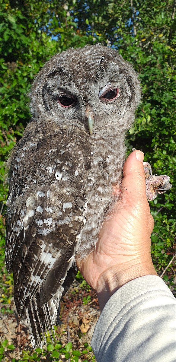 Tawny Owl - ML579694831