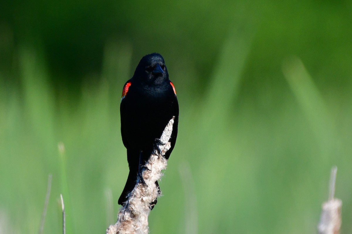 Red-winged Blackbird - ML579696911