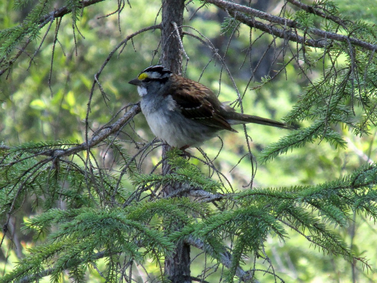 White-throated Sparrow - ML579697241