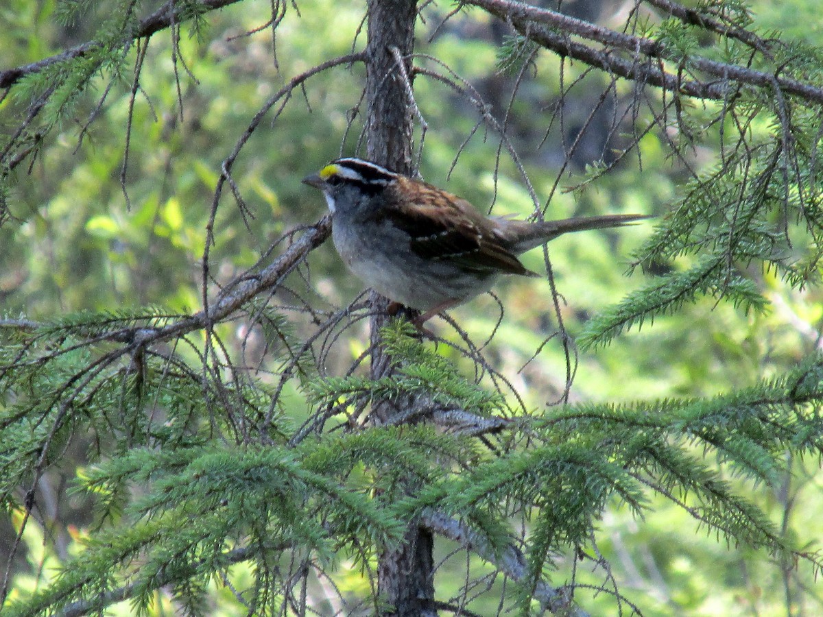 White-throated Sparrow - ML579697251