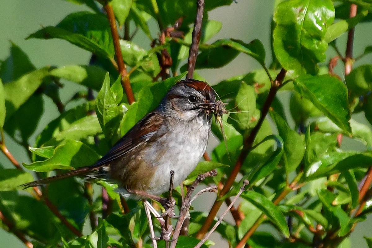Swamp Sparrow - ML579697321