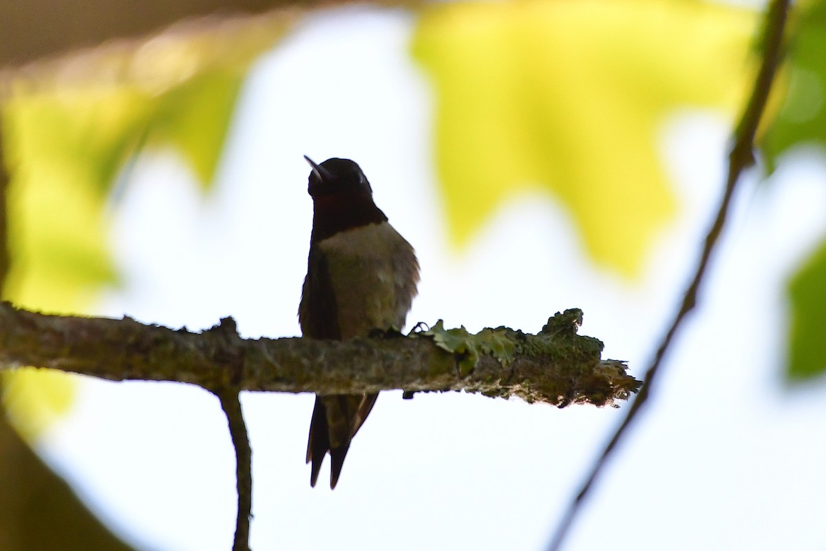 Ruby-throated Hummingbird - ML579697771