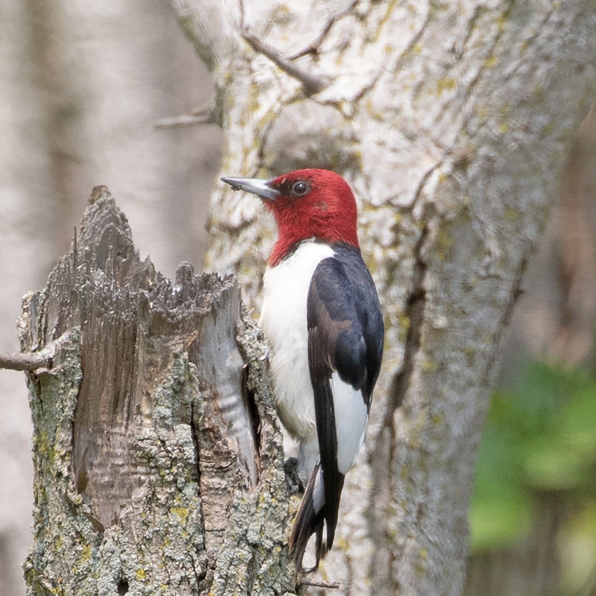 Red-headed Woodpecker - ML579701171