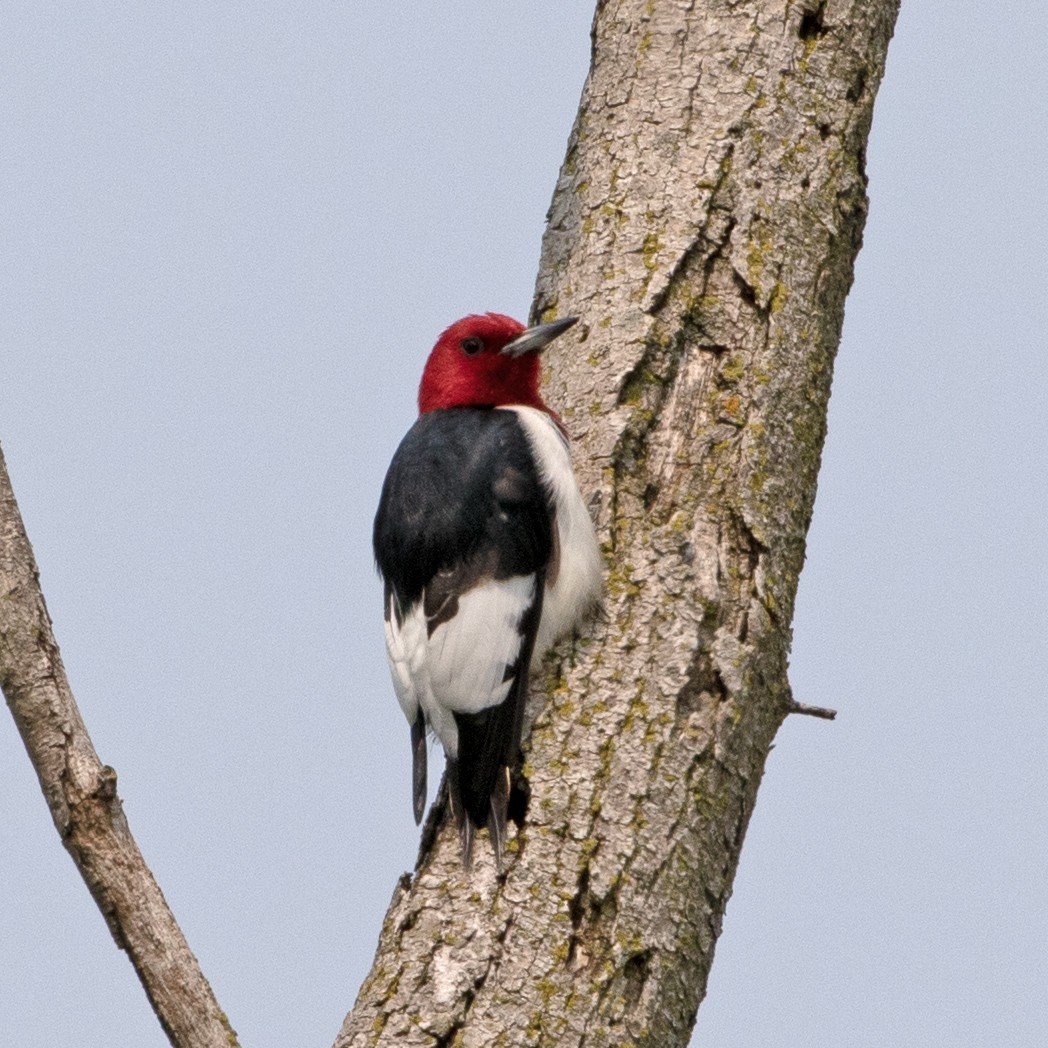 Red-headed Woodpecker - ML579701231