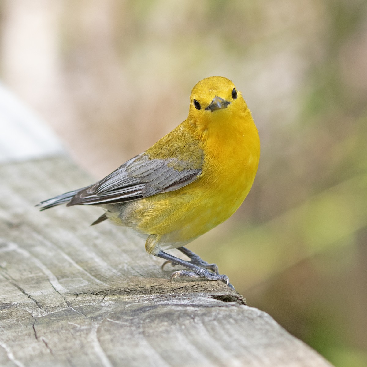Prothonotary Warbler - ML579701461