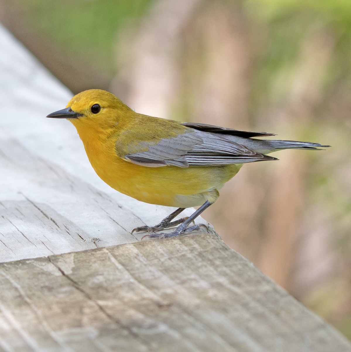 Prothonotary Warbler - ML579701501