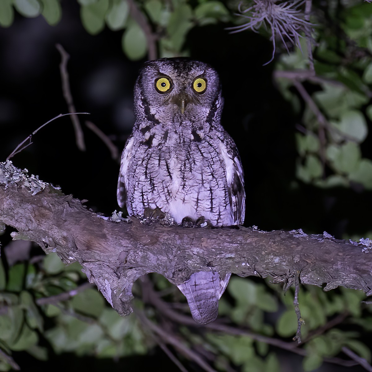 Eastern Screech-Owl - ML579706691