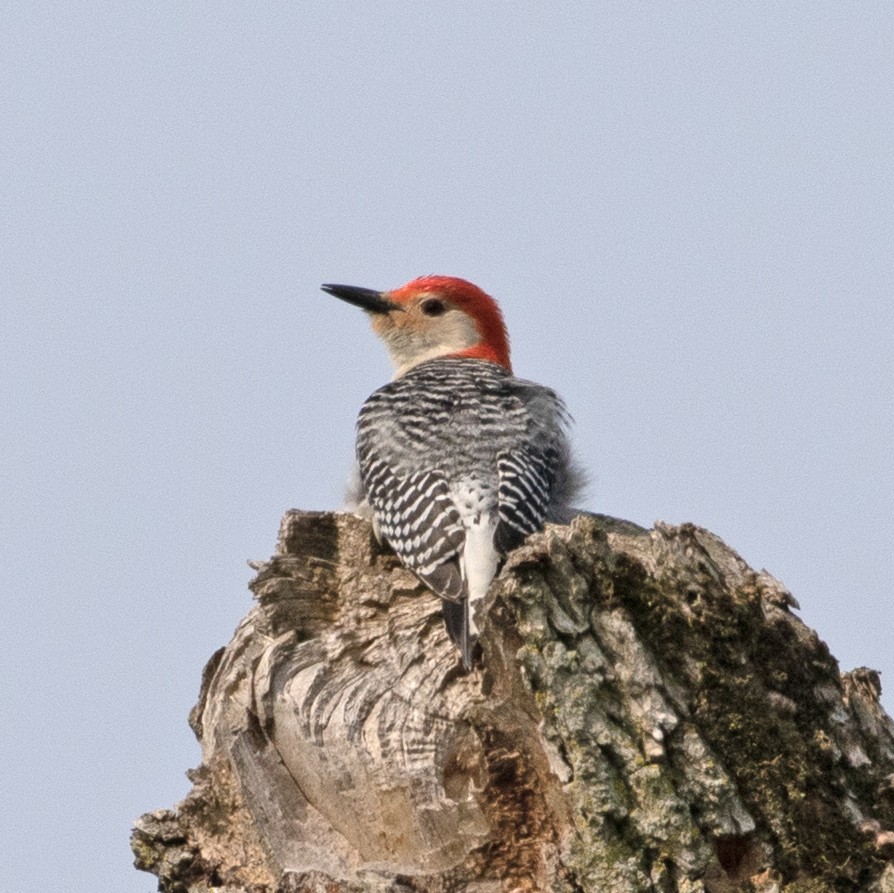 Red-bellied Woodpecker - ML579708091