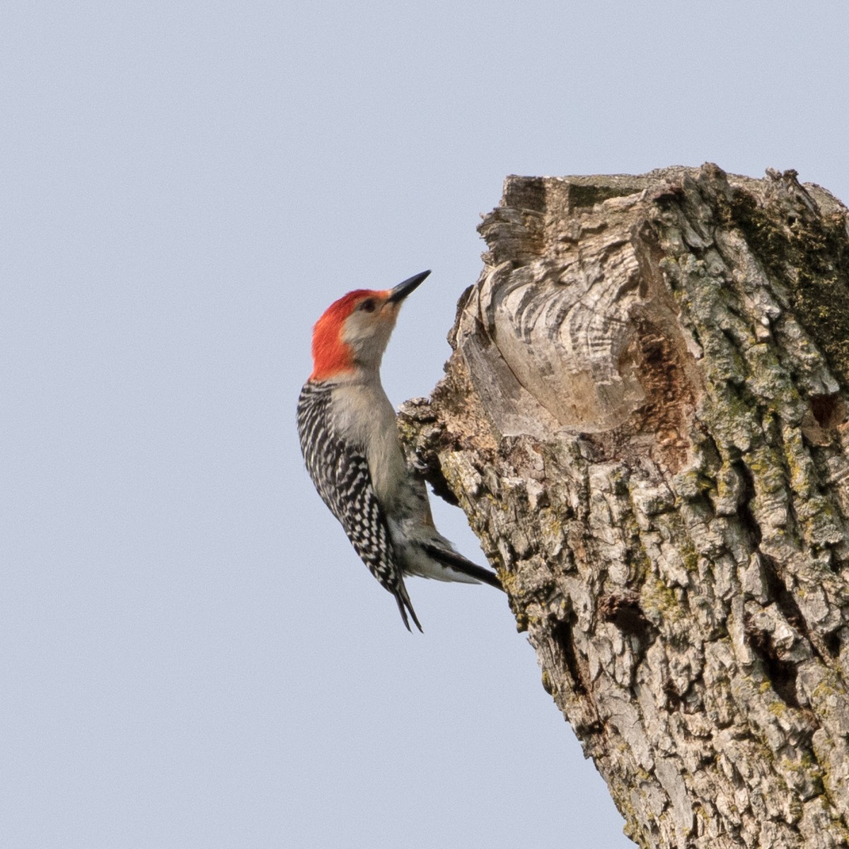 Red-bellied Woodpecker - ML579708111