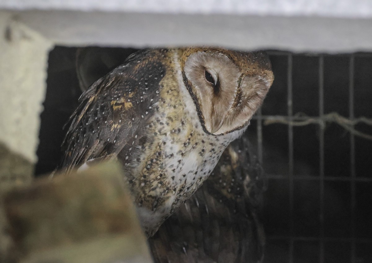 Barn Owl (Galapagos) - ML579709841