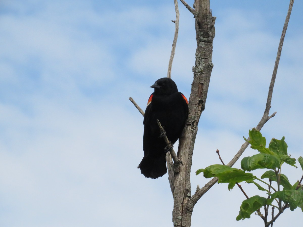 Red-winged Blackbird - ML579712631