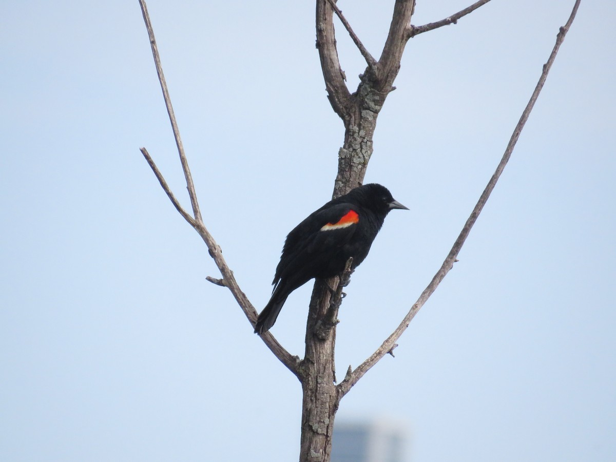 Red-winged Blackbird - ML579712651